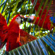 parrots 1