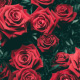 roses 1
